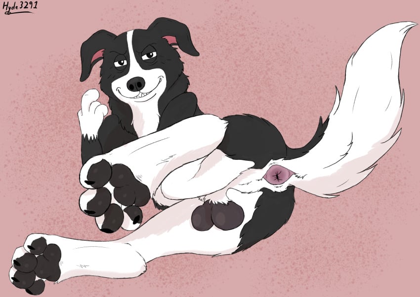 anatomically_correct anatomically_correct_anus anatomically_correct_genitalia animal_genitalia anus ass balls black_and_white_fur border_collie canid canine canis collie digital_media_(artwork) domestic_dog feet feral foot_focus genitals grin herding_dog hi_res hindpaw hyde3291 looking_at_viewer male mammal mr._pickles mr._pickles_(series) pastoral_dog pawpads paws sheath sheepdog smile solo