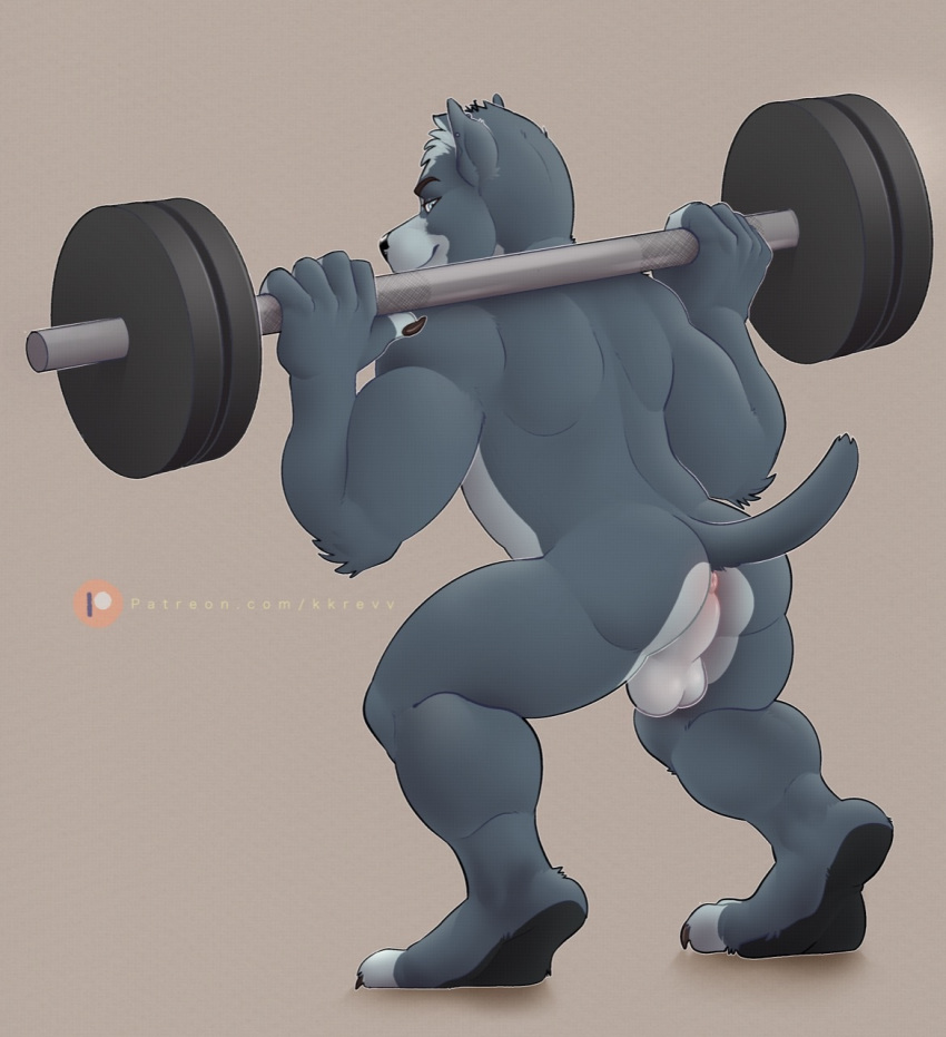 anthro anus ass balls blue_body blue_fur canid canine canis clawed_fingers domestic_dog exercise flexing fur genitals hi_res kkrevv male mammal perineum pit_bull raised_tail rear_view smile smiling_at_viewer solo weightlifting workout