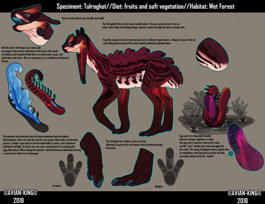 alien ambiguous_gender avian-king blue_penis character_sheet countershade_torso countershading egg english_text feet feral footprint genitals hi_res long_ears long_legs model_sheet nails paws penis plant quadruped red_body short_tail solo text toes water white_body