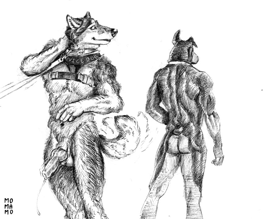 6:5 animal_genitalia animal_penis anthro balls bodily_fluids canid canine canine_penis canis collar distracted dobermann domestic_dog duo eager edging english_text genital_fluids genitals harness hi_res husky knot leash looking_at_another looking_back male mammal momamo monochrome muscular muscular_anthro muscular_male nervous nordic_sled_dog penis pinscher precum spitz tail_motion tailwag text