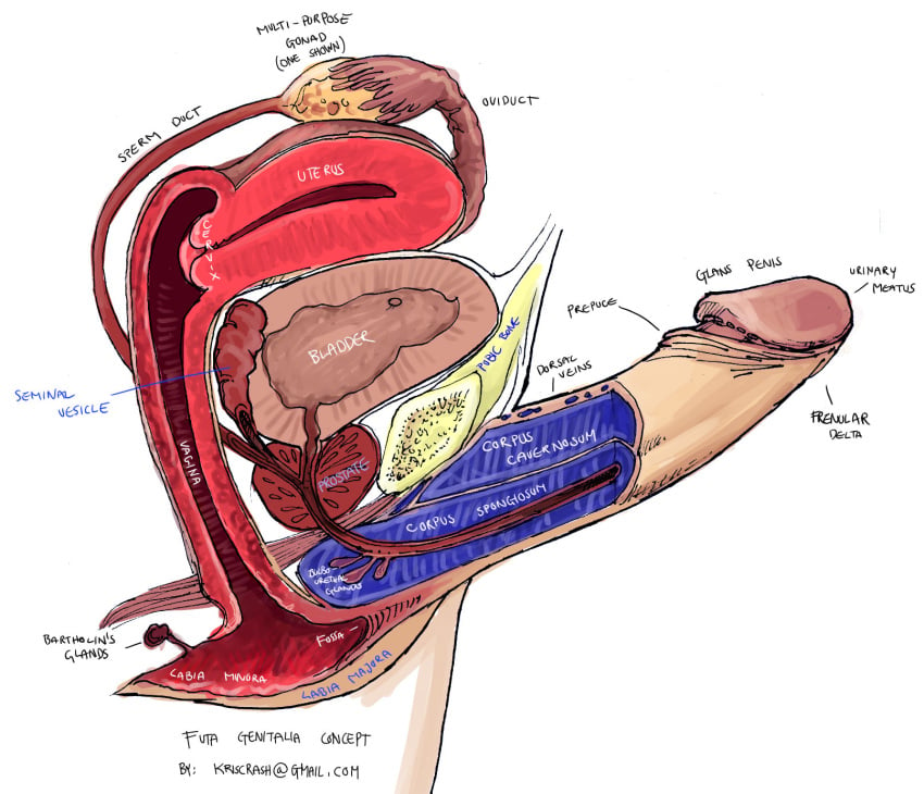 ? anatomy artist_name bladder commentary cross_section diagram educational email_address english_commentary english_text erection female futanari highres kriscrash original penis pussy signature solo tagme uterus