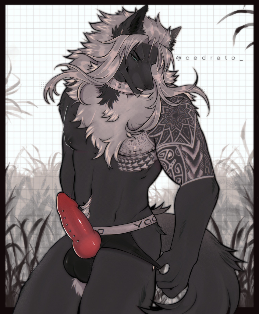 absurd_res anatomically_correct anatomically_correct_genitalia anthro arm_tattoo canid canine canis cedrato fur genitals grey_body grey_fur hair hi_res knot long_hair male mammal piercing smile smirk tattoo wolf