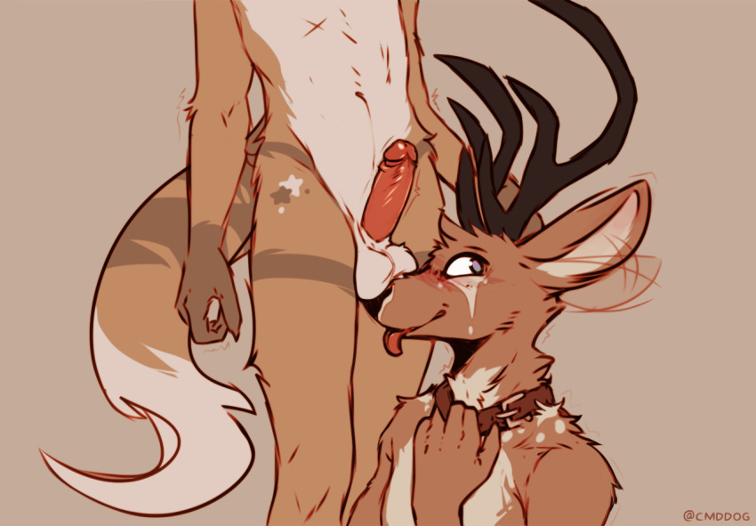 2020 5_fingers anthro anthro_on_anthro antlers artist_name ball_nuzzling balls black_nose blush brown_body brown_fur canid canine canis cantio_(lawyerdog) cervid collar coyote duo ear_wag erection fingers fur genitals horn humanoid_genitalia humanoid_penis lawyerdog male male/male mammal nude panko_(lawyerdog) penis standing tongue tongue_out white_body white_fur