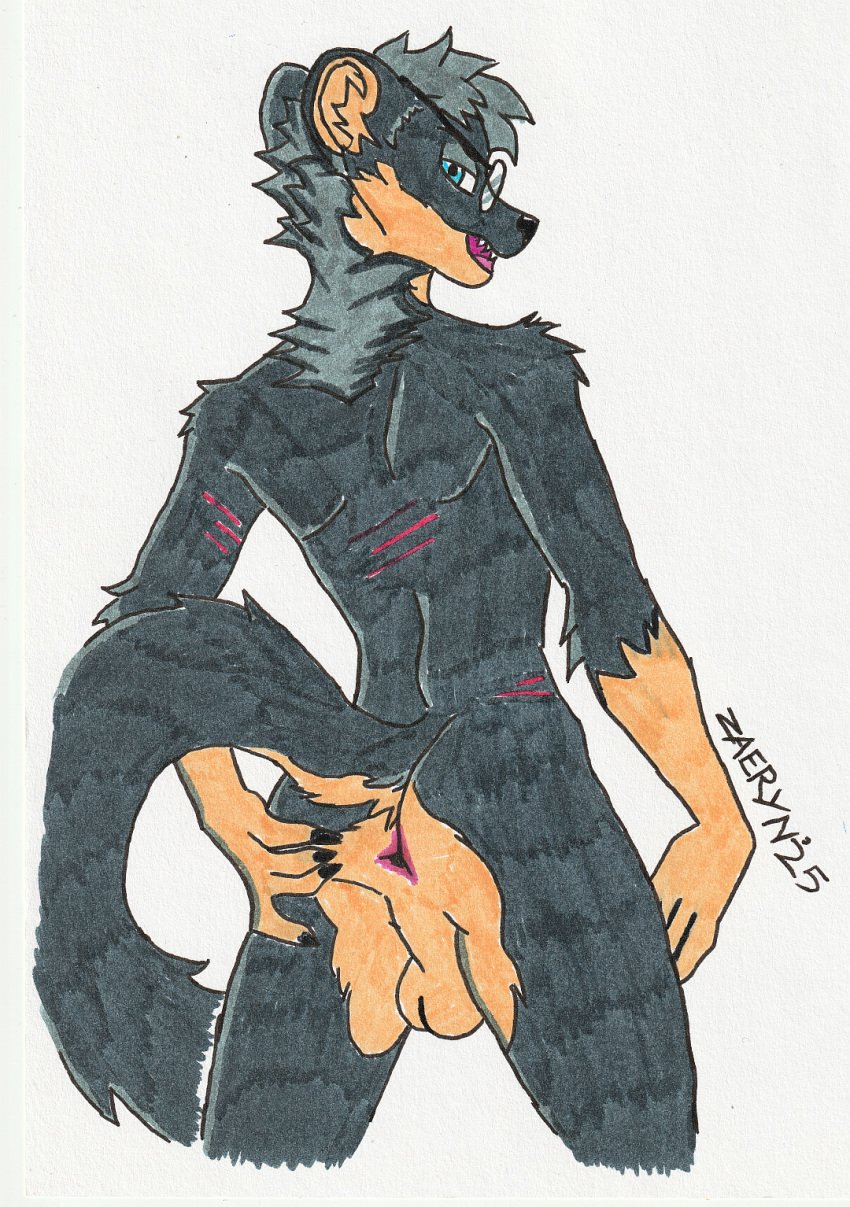 2025 anthro anus ass athletic athletic_male back_scar backsack balls black_body black_claws black_fur blue_eyes butt_grab cheek_tuft claws countershade_neck countershading eyewear eyewear_only facial_tuft fur genitals glasses glasses_only grey_hair gulonine hair hand_on_butt hi_res inner_ear_fluff jack_salem long_tail looking_at_viewer looking_back male mammal marten multicolored_body multicolored_fur mustelid musteline nude open_mouth perineum pink_anus presenting presenting_anus presenting_hindquarters raised_tail sable_(marten) scar seductive signature simple_background slim solo spread_anus spread_butt spreading standing tail teeth tuft two_tone_body two_tone_fur wearing_glasses white_background zaeryn