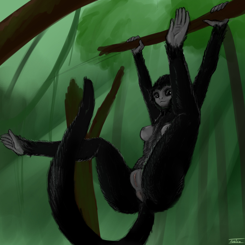 1:1 anthro antira anus atelid breasts female genitals hanging_from_branch haplorhine hi_res mammal monkey new_world_monkey primate pussy solo spider_monkey