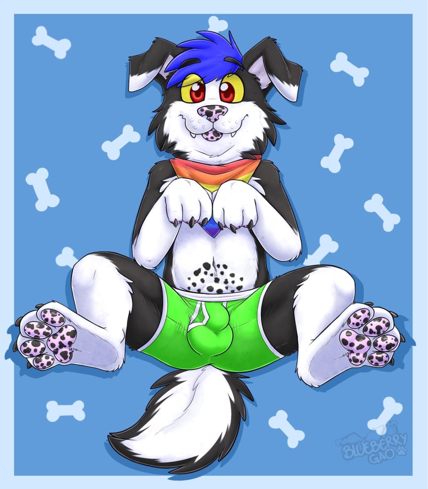 2021 anthro biped black_body black_ears black_fur blep blue_background blue_hair bone border boxers_(clothing) canid canine canis cheek_tuft clothed clothing collie cute_fangs domestic_dog eyebrow_through_hair eyebrows facial_tuft feet floppy_ears foot_focus fur gaokun gay green_clothing green_underwear hair herding_dog hi_res inner_ear_fluff kerchief male male_only mammal markings multicolored_body multicolored_clothing multicolored_ears multicolored_fur multicolored_kerchief multicolored_underwear partially_clothed pastoral_dog pawpads presenting_bulge rainbow_clothing rainbow_kerchief red_eyes sheepdog simple_background solo spots spotted_markings spotted_pawpads tongue tongue_out translucent translucent_hair tuft two_tone_body two_tone_ears two_tone_fur underwear white_body white_border white_ears white_fur white_inner_ear yellow_sclera