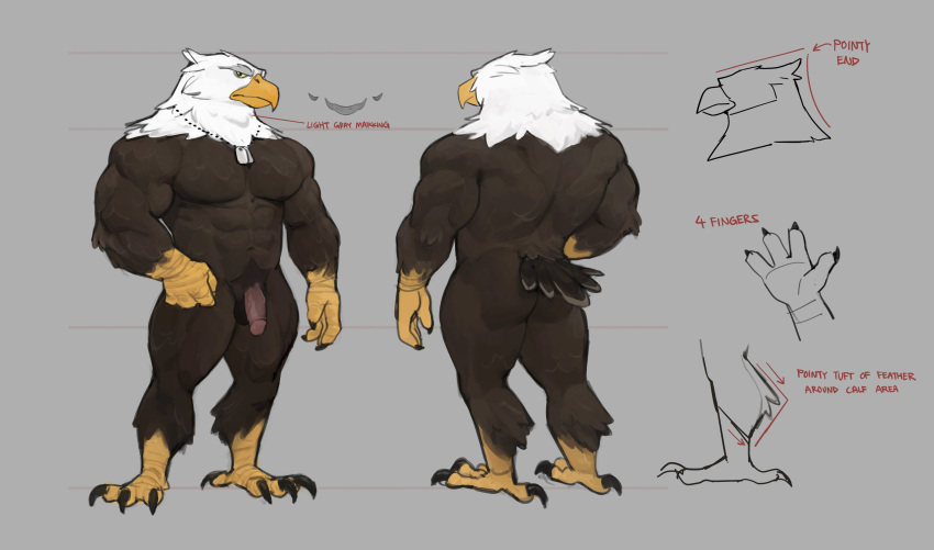 0rang3 1boy 2021 4_fingers 4_toes abs absurd_res accipitrid accipitriform anisodactyl anthro arrow ass avian bald_eagle balls beak biceps biped bird bird_feet black_claws black_eyes brown_balls brown_body brown_feathers claws digital_media_(artwork) digitigrade eagle english_text feathers feet finger_claws fingers front_view full-length_portrait genitals glans grey_background grey_body grey_feathers half-erect hi_res humanoid_genitalia humanoid_penis looking_at_viewer male male_only model_sheet multicolored_body multicolored_feathers multiple_angles multiple_images muscular muscular_anthro muscular_male navel non-mammal_balls nude pecs penis pink_glans portrait rear_view scuted_arms scutes sea_eagle shaded silas_(corvuscantum) simple_background solo standing tail_feathers talons text toe_claws toes white_body white_feathers yellow_beak yellow_sclera