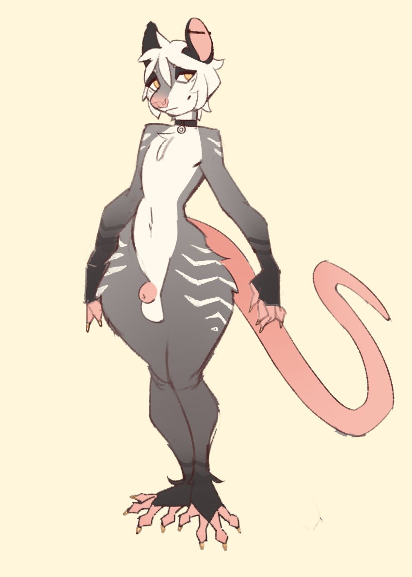 1boy 1femboy 1male american_opossum anthro collar collar_only digital_media_(artwork) favorite_of_godlostme2 femboy flaccid fur fur_markings genitals grey_body grey_fur hair hi_res male male_bitch mammal markings marsupial model_sheet multicolored_body multicolored_fur nepentz nude ozzie ozzie_(nepentz) penis simple_background small_penis solo solo_femboy solo_male standing tail white_body white_fur white_hair wide_hips