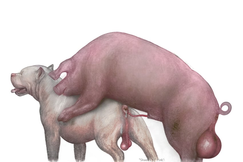 3:2 anal anal_sex anatomically_correct anatomically_correct_genitalia animal_genitalia animal_penis anus ass ball_size_difference balls big_balls bodily_fluids canid canine canis cum cum_on_anus cum_on_butt darkmare domestic_dog domestic_pig drooling_on_partner duo erection feces feral feral_on_feral genital_fluids genitals huge_balls imminent_sex interspecies male male/male mammal penetration penis pink_balls pit_bull porcine_penis saggy_balls spiral_penis story story_in_description suid suina sus_(pig) swine thin_penis