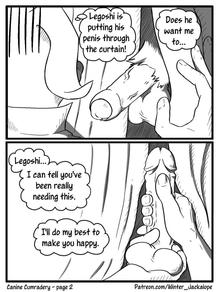 anthro balls beastars bird_dog canid canine canis comic digital_media_(artwork) domestic_dog duo erection foreskin fur genitals handjob hi_res humanoid_genitalia humanoid_penis hunting_dog jack_(beastars) labrador legoshi_(beastars) male male/male mammal masturbation nude penile penis retriever sex touching_penis wintersink wolf