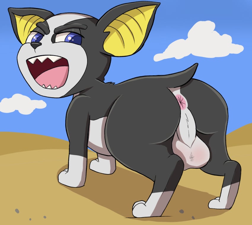 2020 anus ass backsack balls big_butt black_body black_fur blue_eyes boston_terrier canid canine canis desert domestic_dog feral fur genitals hi_res hunting_dog iggy_(jjba) jessotter_(artist) jojo's_bizarre_adventure looking_back male male_focus male_only mammal molosser nude open_mouth outside small_molosser solo solo_male stardust_crusaders terrier toy_dog white_body white_fur