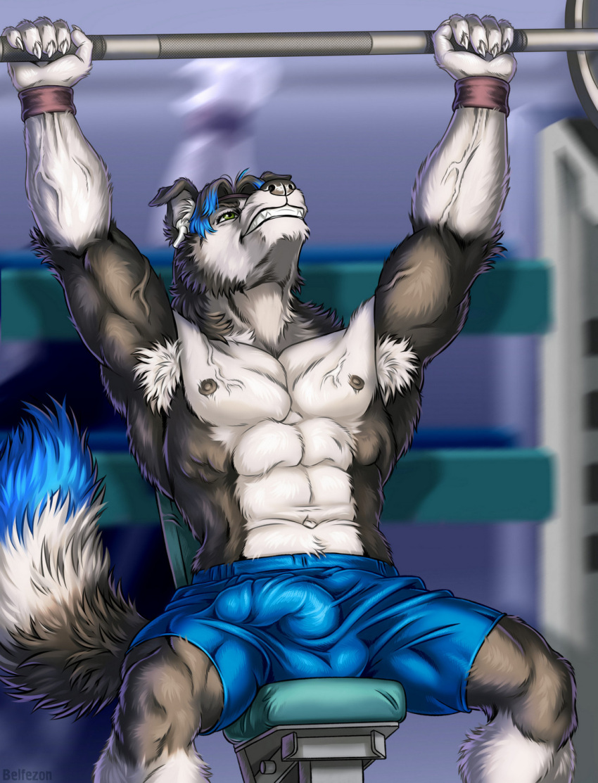 2022 5_fingers abs anthro armpit_hair athletic athletic_anthro athletic_male balls_outline belfezon bench_press black_body black_fur black_hair black_nose blue_highlights body_hair border_collie bottomwear bulge canid canine canis claws clenched_teeth clothed clothing collie digital_media_(artwork) domestic_dog exercise finger_claws fingers fur genital_outline gym hair herding_dog hi_res highlights_(coloring) humanoid_hands male mammal mason_(trivolmckenley) multicolored_body multicolored_fur muscular muscular_anthro muscular_male navel nipples pastoral_dog pecs penis_outline sheepdog shorts signature solo solo_male spread_legs spreading teeth topless topless_male two_tone_body two_tone_fur veiny_muscles weightlifting white_body white_fur workout wristband