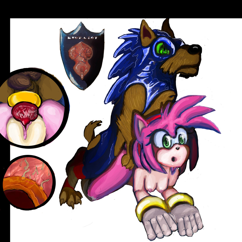 amy_rose canine feral_on_female impregnation knotalot latex ovum sonic_(series) sonic_the_hedgehog sonic_the_hedgehog_(series) zoophilia