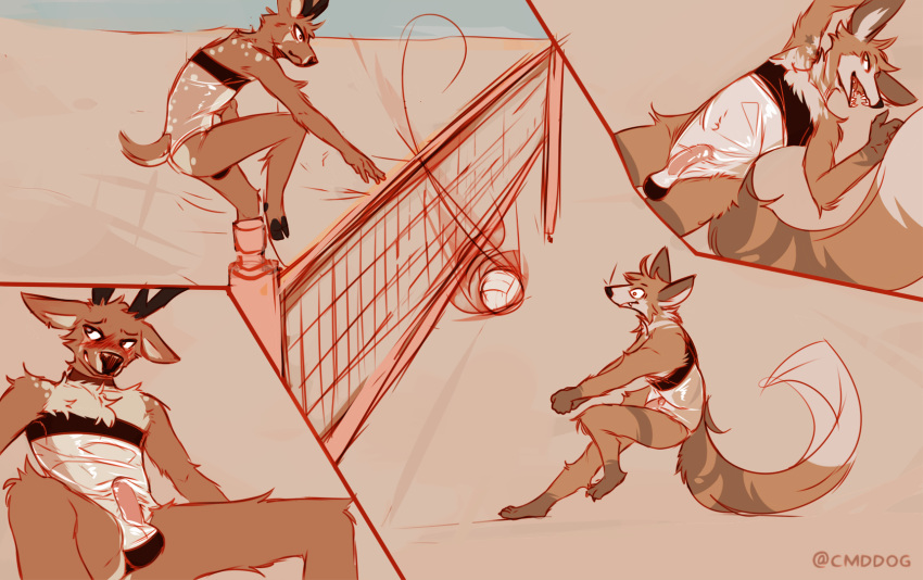 2022 anthro beach beach_volleyball blush canid canine canis cantio_(lawyerdog) cervid clothing coyote duo fur furry furry_only genitals gris_swimsuit hi_res lawyerdog male male_only mammal meme meme_clothing one-piece_swimsuit panko_(lawyerdog) penis seaside sport swimwear tail translucent translucent_clothing translucent_swimwear volleyball volleyball_net