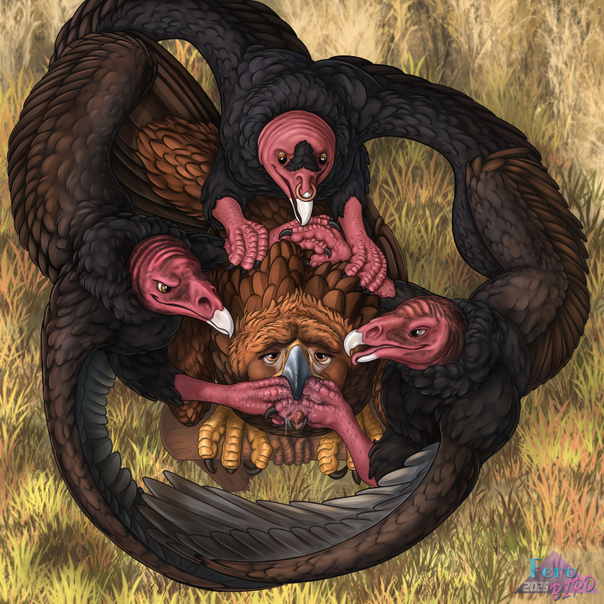 Sawyer (Ferobird) Rule 34 Image