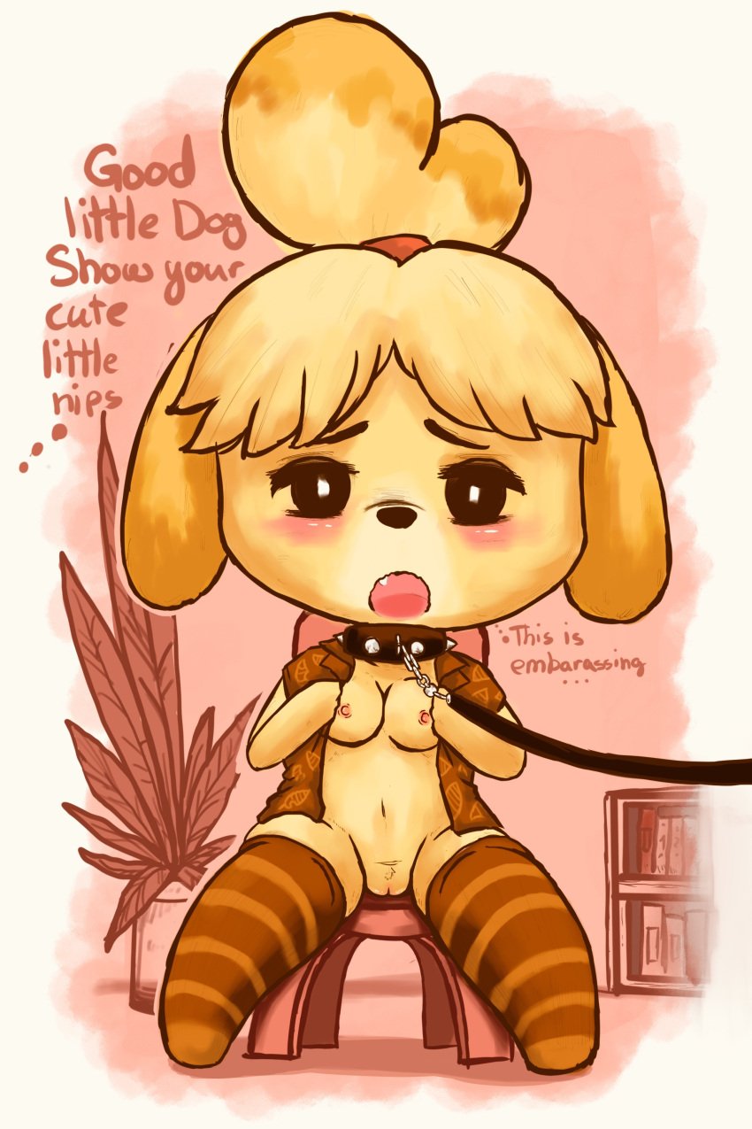 animal_crossing animal_ear animal_pussy anthro blush breasts breasts_out female female_focus female_only fur furry furry_breasts furry_only humanoid isabelle_(animal_crossing) nintendo nipples nude nude_female pleasurecheri pussy shy sitting sitting_on_chair stockings undressing vagina warm_colors