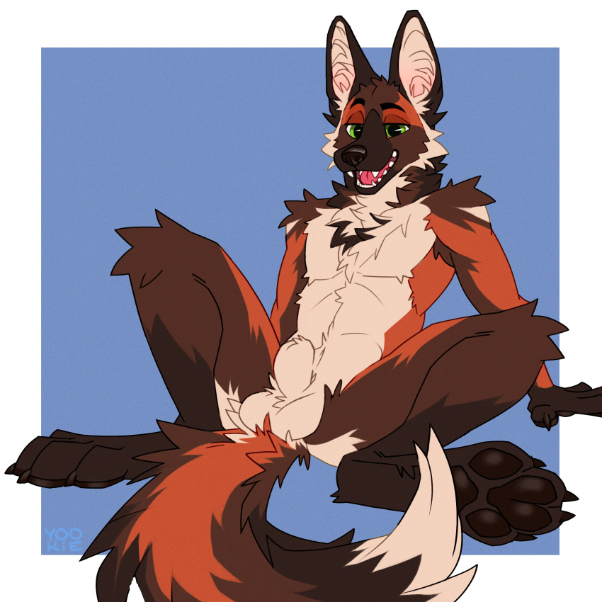 absurd_res animal_genitalia anthro balls blue_background brown_body brown_fur canid canine fully_sheathed fur genitals green_eyes hi_res male mammal maned_wolf open_mouth orange_body orange_fur pawpads paws sheath simple_background sitting solo tan_body tan_fur yookie