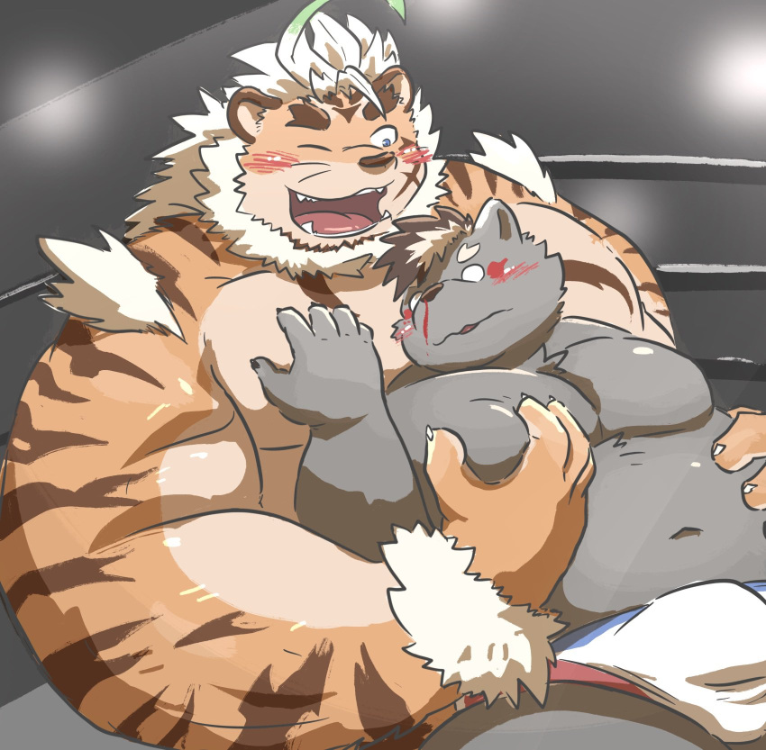 2022 anthro belly blood blush bodily_fluids bulge clothing duo felid fighting_ring grope grope_from_behind hi_res hombretigre hon55728 humanoid_hands kemono lifewonders male male/male mammal moob_grab navel nosebleed one_eye_closed overweight overweight_male pantherine tiger tokyo_afterschool_summoners underwear video_games wink