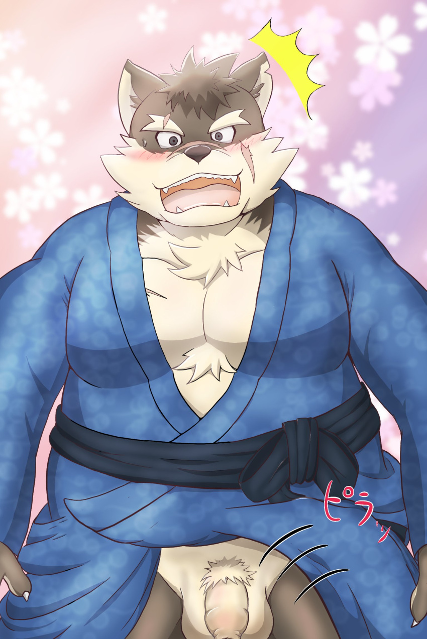 1boy anthro asian_clothing balls blush canid canine canis clothing domestic_dog east_asian_clothing embarrassed eyebrows flaccid foreskin genitals hi_res japanese_clothing kimono lifewonders male male_only mammal moritaka pecs penis pubes scar solo thick_eyebrows tokyo_afterschool_summoners video_games yom_mido_plus