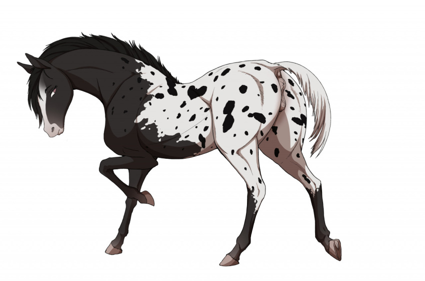 2022 anatomically_correct anatomically_correct_anus anatomically_correct_genitalia anatomically_correct_pussy animal_genitalia animal_pussy anus appaloosa appaloosa_(marking) ass black_mane black_spots equid equine equine_anus equine_pussy eyelashes female feral genitals horse looking_back mammal mane multicolored_body one_leg_up presenting presenting_anus presenting_hindquarters presenting_pussy pussy raised_leg raised_tail shebeast simple_background solo spots white_background white_tail