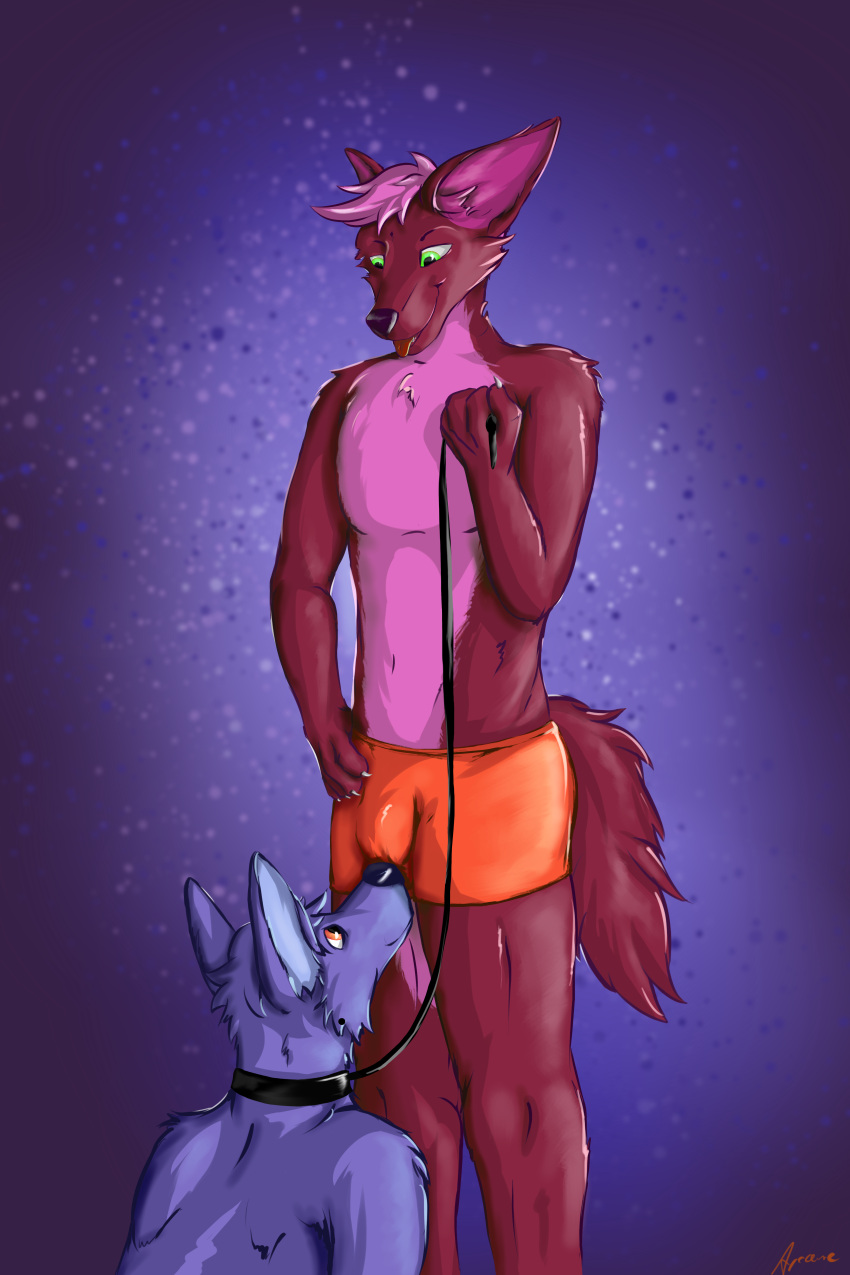 2boys absurd_res anthro arcwolfdragon blue_body blue_fur bottomwear bulge bulge_in_face canid canine canis clothing collar duo fluffy_tail fox fur gay genitals green_eyes grin hi_res holding_leash holding_object kneeling leash looking_down male male/male male_only mammal orange_bottomwear orange_clothing orange_pants pants purple_body purple_fur red_body red_eyes red_fur shorts smile sniffing standing tail tongue tongue_out underwear underwear_sniffing wolf