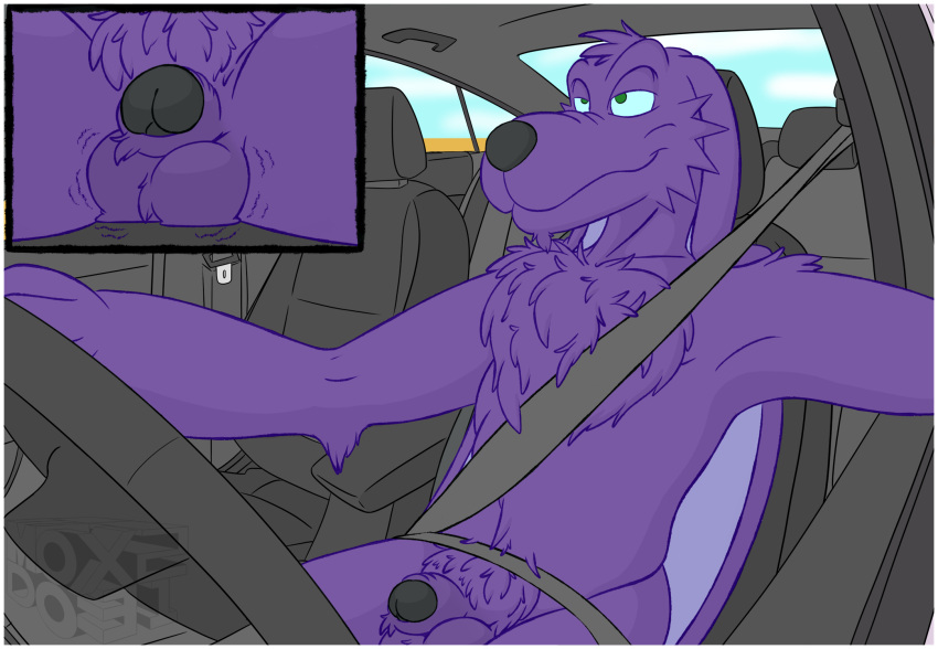 alien anthro big_ears canid canine car casual_nudity chest_tuft delvin_(character) driving exhibitionism fur genital_close_up genitals hi_res male male_only mammal nude nudist penis penis_close-up poking_out purple_body purple_fur smile solo tuft vehicle x231_(artist)