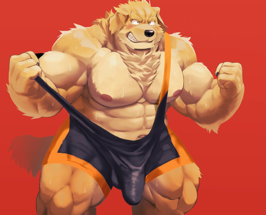 1boy abs anthro biceps big_pecs bird_dog blush bodily_fluids bulge canid canine canis clothed clothing domestic_dog erection erection_under_clothing genitals golden_retriever hi_res hunting_dog male mammal mti777 muscular muscular_male nipples pecs penis pinup pose retriever shirt simple_background solo solo_male sweat tank_top topwear wrestling_singlet