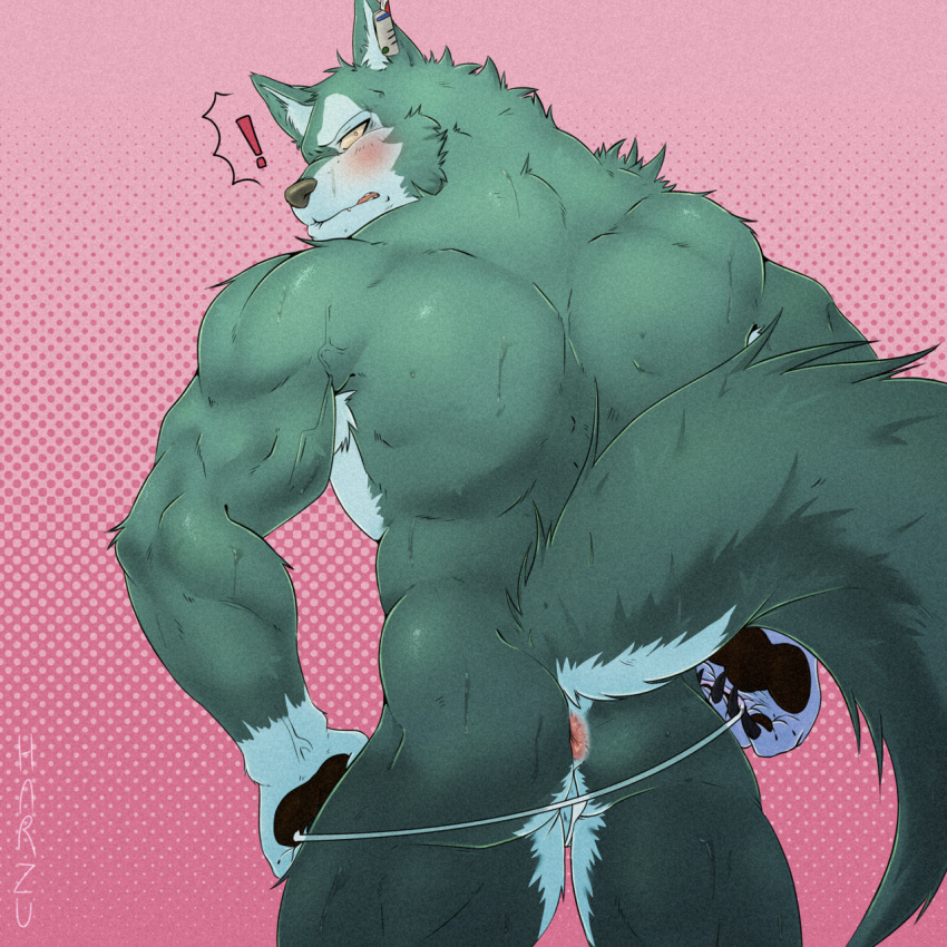 anthro anus ass back_muscles bara blush breke canid canine canis clothing embarrassed exclamation_point harzu hi_res lifewonders looking_back male male_only mammal muscular muscular_anthro muscular_male solo thong tokyo_afterschool_summoners underwear video_games wolf