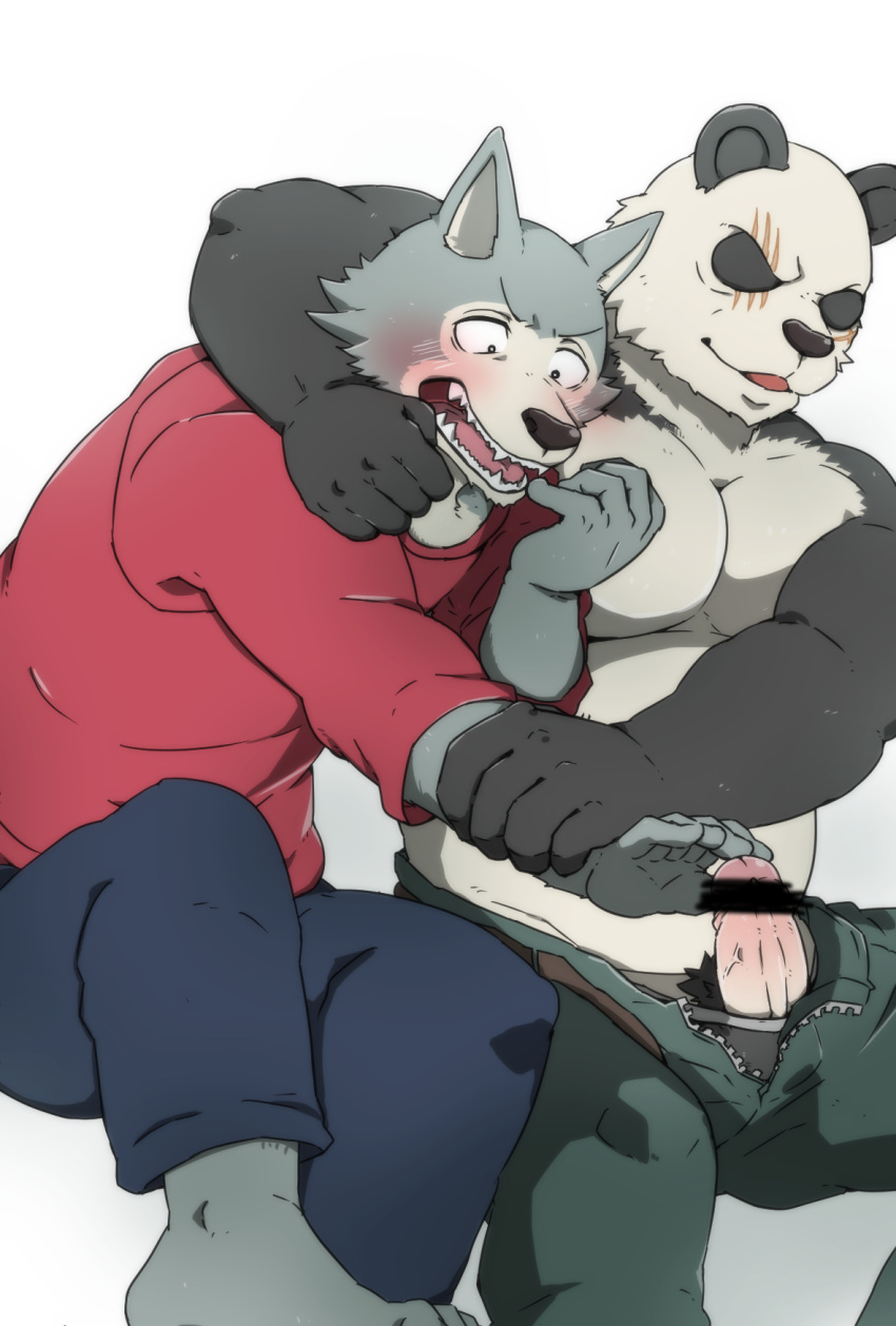 2020 5_fingers anthro barefoot beastars biped black_and_white_fur black_body black_fur blush bottomwear canid canine canis censor_bar censored clothed clothing duo erection facial_scar feet fingers forced fur furry_only genitals giant_panda glans gouhin gradient_penis grey_body grey_fur hi_res humanoid_genitalia humanoid_hands humanoid_penis ineffective_censorship legoshi_(beastars) male male/male male_only mammal multicolored_body multicolored_fur open_bottomwear open_clothing open_mouth open_pants pants pecs penis pink_glans questionable_consent scar shinki_k simple_background toes topless topwear two_tone_body two_tone_fur ursid vein veiny_penis white_background white_body white_fur wolf yaoi