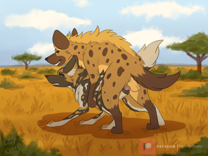 2d african_wild_dog animated anus balls canid canine duo female female_penetrated feral feral_on_feral feral_penetrated feral_penetrating feral_penetrating_feral genitals gif hyaenid male male/female male_penetrating male_penetrating_female mammal muskydusky penetration penis plant savanna sex spots tree