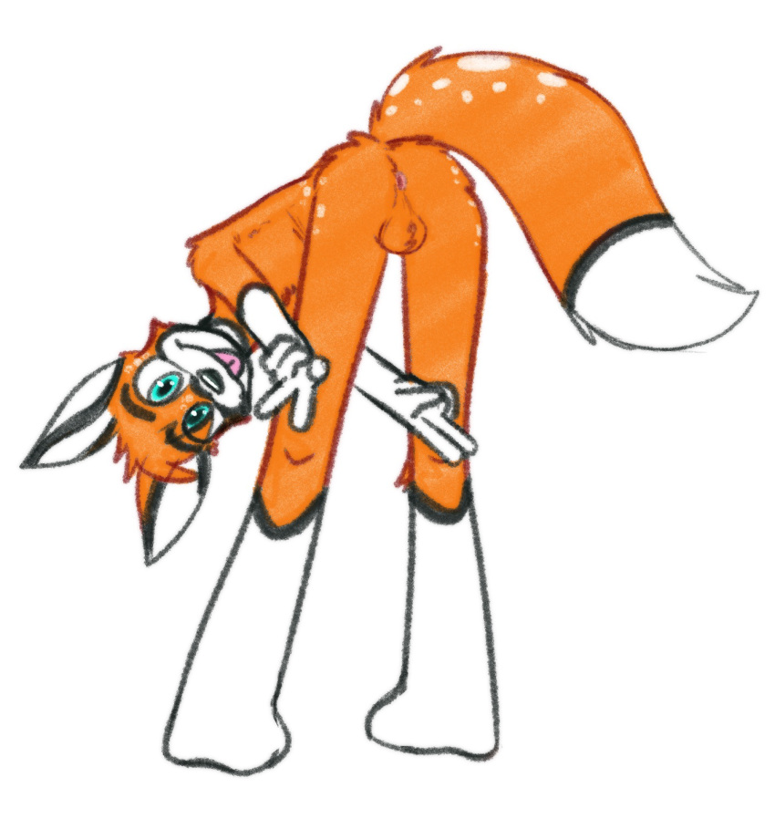 1:1 2020 3_toes anthro ass ass_up balls bent_over blue_eyes canid canine feet fox fur genitals hi_res humanoid humanoid_genitalia looking_at_viewer male mammal multicolored_body multicolored_fur nude orange_balls orange_body orange_fur presenting presenting_hindquarters simple_background solarlewds solo spam_(zoophobia) toes tongue tongue_out two_tone_body two_tone_fur white_body zoophobia