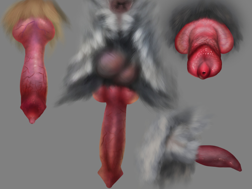 4:3 ambiguous_form anatomically_correct anatomically_correct_genitalia anatomically_correct_penis animal_genitalia animal_penis anus balls big_penis canine_penis erection fur genitals glistening glistening_genitalia glistening_penis gradient_penis grey_background grey_balls grey_body grey_fur grey_sheath knot male male_focus male_only peehole penis perineum pink_penis red_penis simple_background skyelegs solo solo_feral tan_body tan_fur urethra urethra_tip