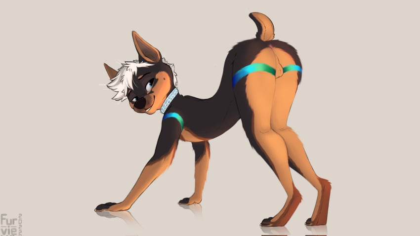 16:9 anthro anus balls biped canid canine collar fur furry furry_only furvie genitals hi_res looking_back male male_only mammal solo tail widescreen