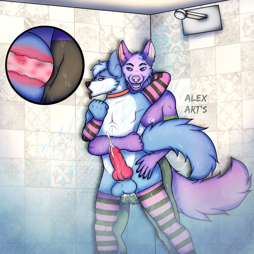 absurd_res alex_art's anal anal_sex anthro anthro_only arm_stockings balls blue_body blue_fur bodily_fluids boyfriends breasts brown-eyes canid canine canis clothing collar cum cum_in_ass cum_inside digital_media_(artwork) digital_painting_(artwork) domestic_dog duo fennec fox full-length_portrait full_body_view fur genital_fluids genitals girly grey_body grey_eyes grey_fur hi_res husky internal intersex intersex/male legwear male male/male mammal no_humans nordic_sled_dog penetration portrait purple_body purple_fur sex shaded shower shower_sex spitz steam stockings thigh_highs tongue tongue_out watermark wet wet_body wet_fur white_body white_fur