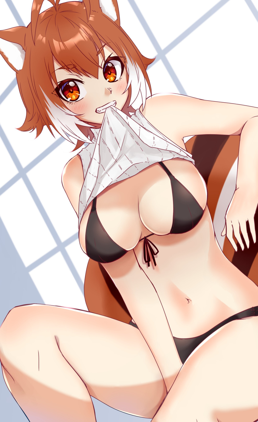 absurdres animal_ears bikini black_bikini black_swimsuit blazblue blush breasts brown_eyes brown_hair chukachuka eyebrows_visible_through_hair female female hair_between_eyes highres large_breasts looking_at_viewer makoto_nanaya medium_hair mouth_hold navel side-tie_bikini simple_background solo squirrel_ears squirrel_girl squirrel_tail swimsuit swimsuit_under_clothes tail