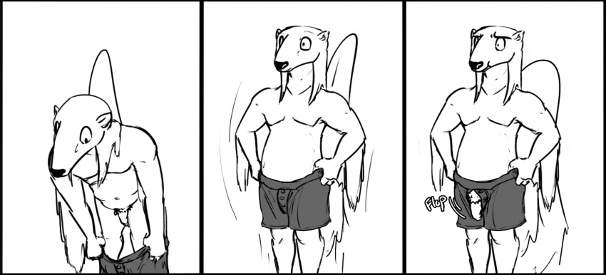 3_panel_comic anteater anthro aqua_(fizzpop) biped bottomwear clothed clothing dressing english_text fizzpop fur genitals giant_anteater hi_res leaning long_snout male mammal monochrome nude penis pilosan poking_out pubes pulling_underwear simple_background snout solo standing text underwear underwear_only white_background xenarthran