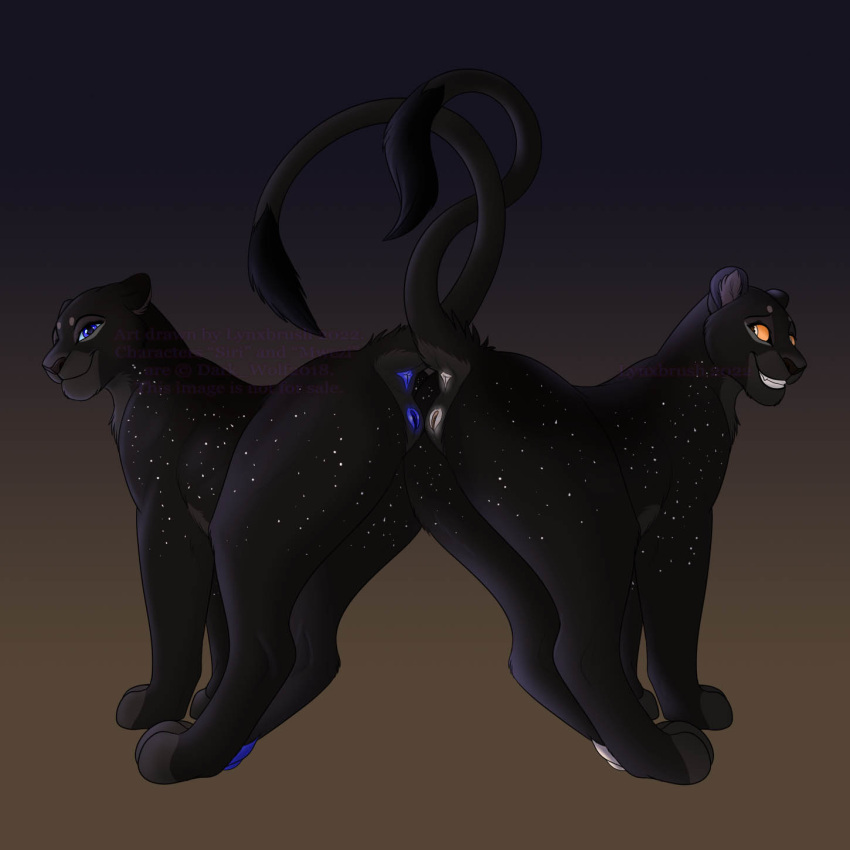 2022 anatomically_correct anatomically_correct_genitalia anatomically_correct_pussy anus ass black_body black_fur blue_eyes blue_pussy duo felid feline female female/female feral fur genitals hi_res lion looking_at_another looking_at_viewer lynxbrush mammal mwezi_(character) pantherine pawpads paws presenting presenting_hindquarters pussy raised_tail sibling simple_background siri_(character) sister sisters