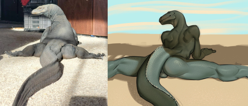 1cassius1 absurd_res ambiguous_gender anthro anthrofied ass backsack balls betty_the_komodo_dragon black_betty_(meme) duo feral flexible genitals glistening glistening_body green_body green_scales hi_res komodo_dragon lizard looking_back lying male monitor_lizard nude on_front photo reference_image reptile scales scalie smile splits spread_legs spreading