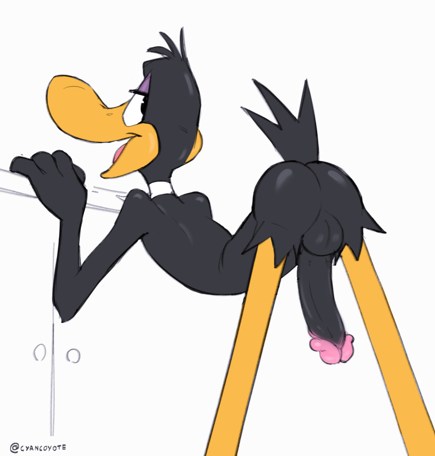 anatid anseriform anthro anus ass avian balls bedroom_eyes bird black_body black_feathers cyancoyote daffy_duck duck feathers genitals hi_res looking_at_viewer looking_back looking_back_at_viewer looney_tunes male narrowed_eyes nude open_mouth penis seductive simple_background soft_feathers solo warner_brothers white_background