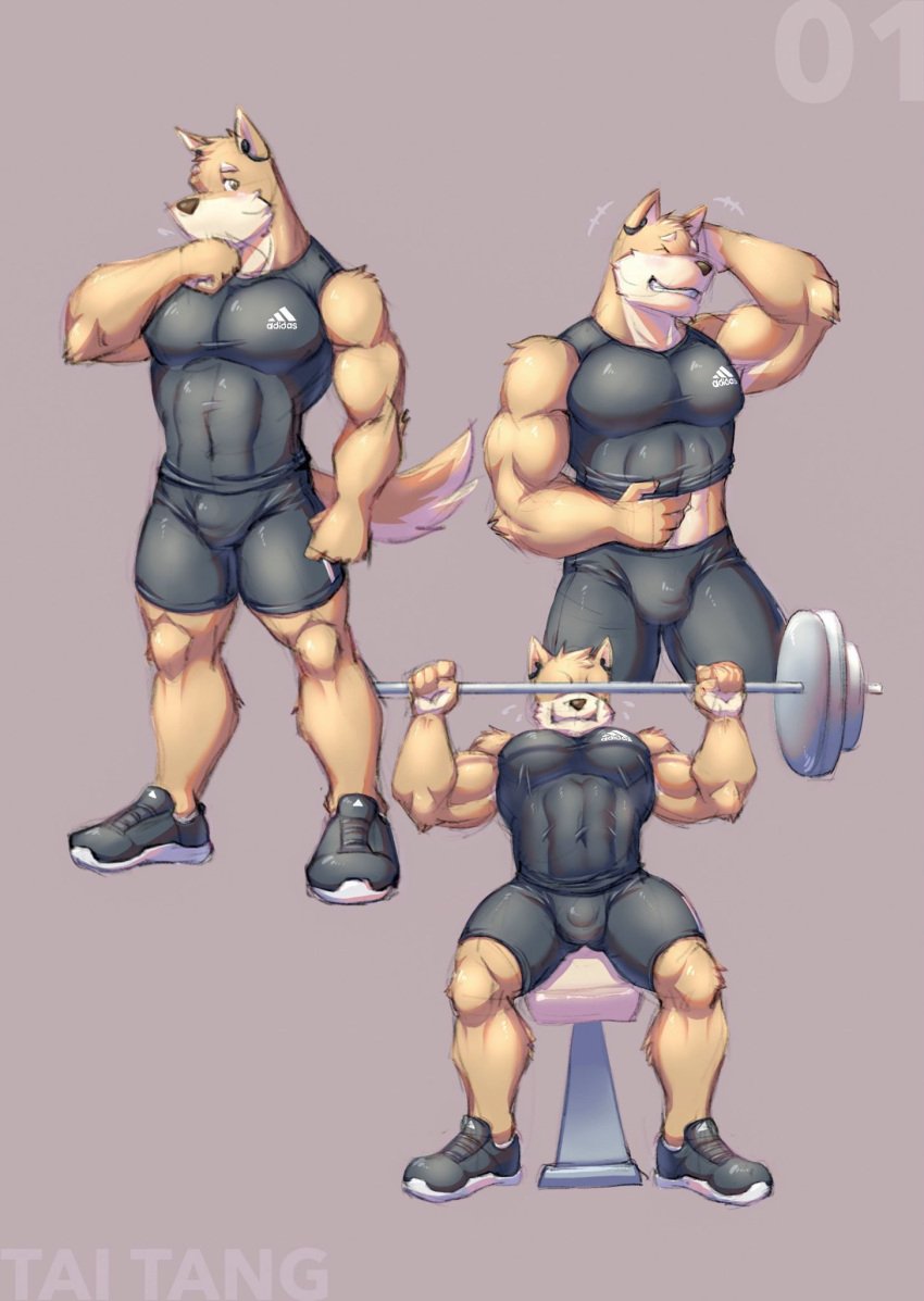 anthro barbell bottomwear bulge canid canine clothing compression_shirt compression_shorts detailed_bulge exercise footwear fur hi_res male male_only mammal multicolored_body multicolored_fur muscular muscular_anthro muscular_male shoes shorts solo taitang_tai3 tan_body tan_fur tight_clothing two_tone_body two_tone_fur weightlifting workout