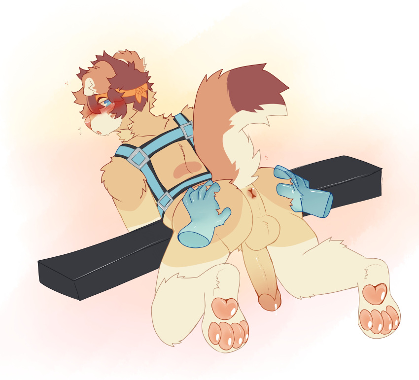 1boy 2022 4_toes :o absurd_res all_fours anthro anus balls blue_eyes blue_hands blue_harness blush bodily_fluids brown_body brown_fur brown_hair brown_tail canid canine canis cheek_tuft countershade_face countershade_tail countershading digital_drawing_(artwork) digital_media_(artwork) disembodied_hand domestic_dog facial_tuft feet floppy_ears from_behind full-length_portrait fur genital_fluids genitals glistening glistening_pawpads glitchedskunk hair hand_on_butt harness hi_res humanoid_genitalia humanoid_penis looking_back male male_only mammal multicolored_tail neck_tuft open_mouth pawpads penis pooltoyz_(artist) portrait precum rear_view shoulder_tuft simple_background solo tail tan_balls tan_body tan_fur toes tuft white_body white_countershading white_fur