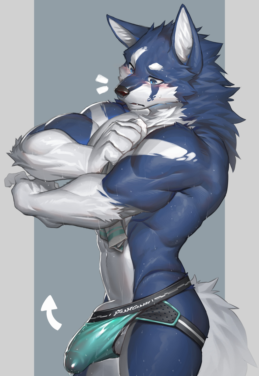 absurd_res anthro balls biceps blue_body blue_eyes blue_fur blush canid canine clothing erection fur genitals hair hi_res humanoid_genitalia humanoid_penis jockstrap male male_focus male_only male_solo mammal muscular muscular_anthro muscular_male penis solo solo_male ty_arashi underwear white_body white_fur