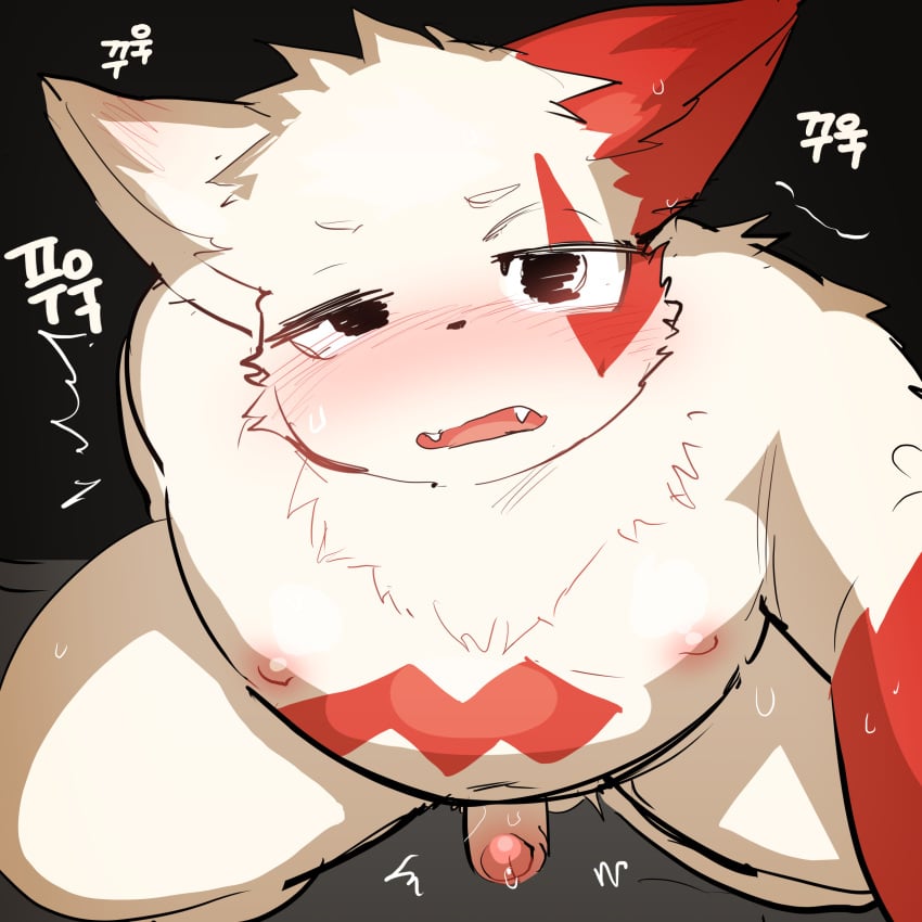 2022 absurd_res anthro belly blush genitals hi_res kemono male nintendo nipples overweight overweight_male penis pokémon_(species) pokemon pokemon_(species) red_body solo ssu_open video_games white_body zangoose