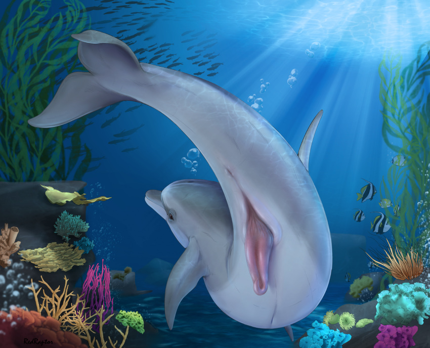 Ambient Fish Rule 34 Image