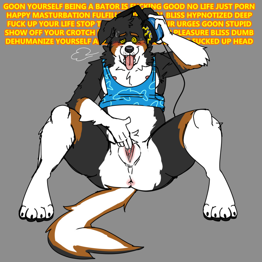 ahe_gao andromorph anothermeekone anthro australian_shepherd axel_(axeltheaussie) black_body black_fur bodily_fluids canid canine canis chubby_anthro clothing cuntboy dialogue domestic_dog drooling edging finger_fuck fingering fur genital_fluids gooner gooning headphones herding_dog hi_res hypnosis hypnotic_eyes intersex looking_pleasured mammal masturbation mind_control orange_body orange_fur pastoral_dog pussy_juice saliva sheepdog shirt solo solo_focus sweat tank_top tongue tongue_out topwear vaginal_penetration white_body white_fur