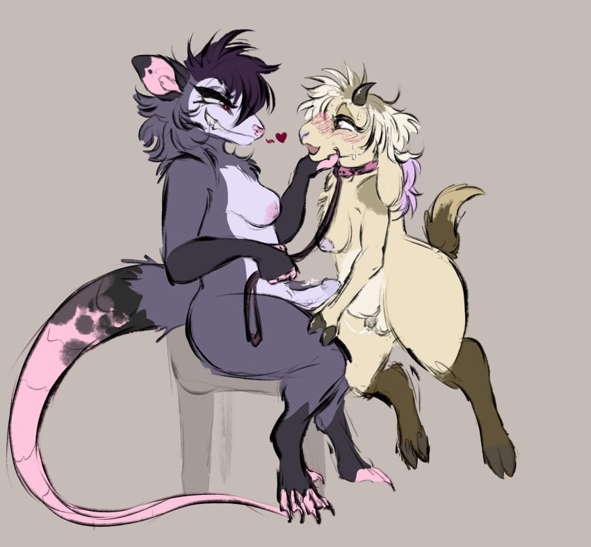 american_opossum anthro areola balls black_eyeliner blush blush_lines bovid brown_body brown_eyes brown_fur caprine chair collar digital_drawing_(artwork) digital_media_(artwork) dominant dominant_anthro dominant_gynomorph dominant_intersex duo english_description erection eye_contact eyeliner fossilprey fur furniture genitals gloves_(marking) goat grey_background grey_body grey_fur gynomorph gynomorph/gynomorph heart_symbol hi_res holding_leash holding_object horn humanoid_genitalia humanoid_penis intersex intersex/intersex leaking_penis leash leashed_collar leg_markings looking_at_another looking_pleasured makeup mammal markings marsupial mochie_(cleothebirb) nipples nude_gynomorph on_chair open_mouth penis pink_areola pink_inner_ear pink_nipples pink_nose pink_tail red_eyes simple_background sitting sitting_on_chair small_penis socks_(marking) submissive submissive_gynomorph submissive_intersex tail thick_thighs virginia_opossum vivian_(hisstress) wearing_collar wide_hips yellow_body yellow_fur