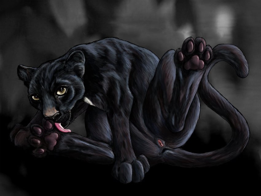 2010 black dark feline female feral furry furry_only licking non-anthro panther pussy solo spera spread_legs spreading tongue