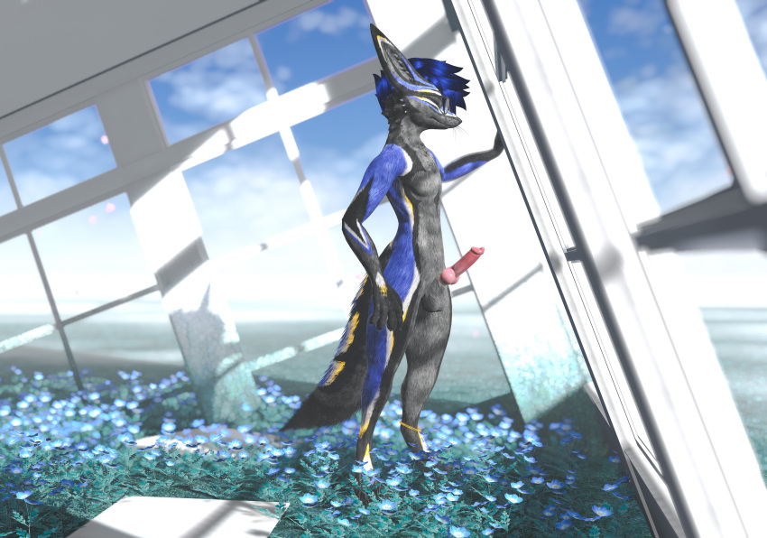 3d abs absurd_res absurdres animal_genitalia animal_genitals animal_penis anklet anthro anthro_only balls black_markings blep blue_fur blue_hair canid canine canine_genitalia canine_genitals canine_penis erect erect_penis erection flowers fur furry furry_only garden glasses grey_belly grey_fur hi_res high_resolution highres inside jex jexouium knot large_filesize looking_out_window looking_to_the_side male male_only muscular muscular_anthro muscular_male naked nude omgitzsqueakers penis red_penis rexouium screenshot sheath solo solo_focus standing tagme twitter veiny_penis vr_media vrchat vrchat_avatar white_background yellow_markings