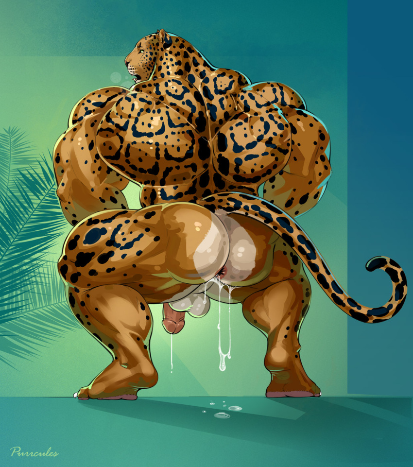 1boy 2022 after_anal anal anthro anus ass back_muscles balls biceps big_butt big_muscles bodily_fluids brown_body brown_fur coach_(purrcules) crouching cum cum_from_ass cum_in_ass cum_inside cum_on_butt cum_string english_text felid fur genital_fluids genitals hi_res huge_muscles humanoid_genitalia humanoid_penis jaguar mainlion male male_only male_penetrated mammal markings masturbation muscular muscular_anthro muscular_male muscular_thighs nude pantherine penis perineum quads solo spots spotted_body spotted_fur spotted_markings tan_body tan_fur text thick_thighs