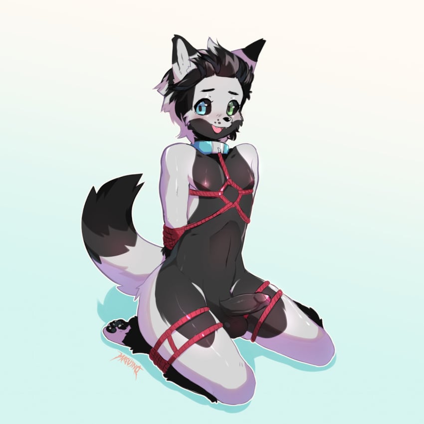 1:1 1boy arms_tied balls black_hair black_tip_tail black_tipped_ears blush bondage bound canid canine canis charles_(dracodonmius-fursona) collar erection feral foreskin fur genitals glans hair hi_res legs_tied looking_at_viewer male male_focus male_only mammal masvino miscellaneous_eyes nipples nude penis pink_glans pink_nipples red_rope restraints rope rope_bondage short_hair solo submissive_male uncensored white_body white_fur wolf